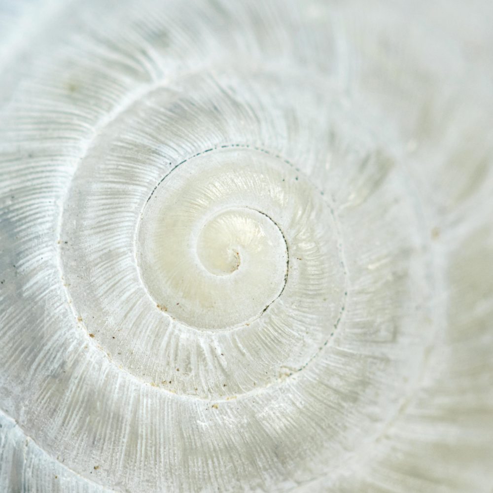 White Circular shell close up of small snail